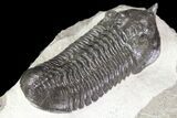Large, Morocconites Trilobite Fossil - Morocco #85549-4